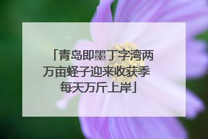 青岛即墨丁字湾两万亩蛏子迎来收获季 每天万斤上岸