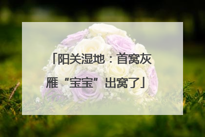 阳关湿地：首窝灰雁“宝宝”出窝了