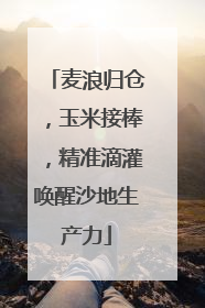 麦浪归仓，玉米接棒，精准滴灌唤醒沙地生产力