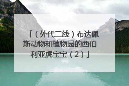 （外代二线）布达佩斯动物和植物园的西伯利亚虎宝宝（2）