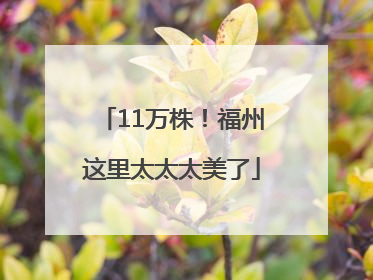 11万株！福州这里太太太美了